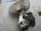 Amanita marmorata image