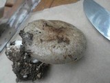 Amanita marmorata image