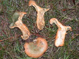 Lactarius deliciosus var. areolatus image