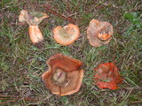 Lactarius deliciosus var. areolatus image
