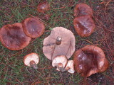 Tricholoma fracticum image