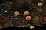 Mycena corticola image