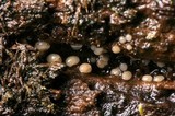 Helicogloea compressa image