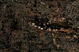 Helicogloea compressa image