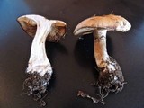 Cortinarius largus image
