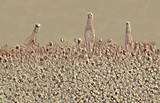 Pluteus primus image