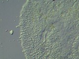 Pluteus primus image