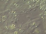 Pluteus primus image