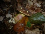 Boletus pruinatus image