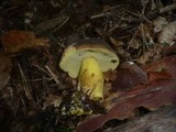Boletus pruinatus image