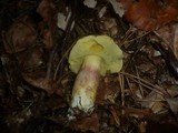 Boletus pruinatus image