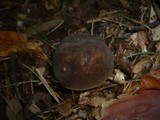 Boletus pruinatus image