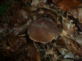 Boletus pruinatus image