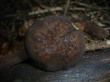 Boletus pruinatus image