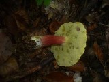 Boletus pruinatus image