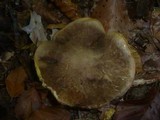 Boletus pruinatus image
