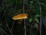 Suillus cavipes image