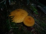 Suillus cavipes image