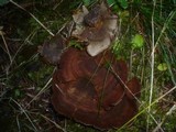 Coltricia perennis image