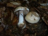 Cortinarius caesiostramineus image