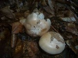 Cortinarius caesiostramineus image