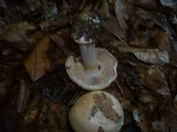 Cortinarius caesiostramineus image
