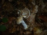 Cortinarius caesiostramineus image