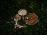 Cortinarius microspermus image
