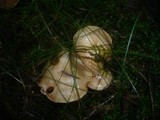 Cortinarius microspermus image