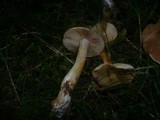 Cortinarius microspermus image