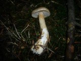 Cortinarius microspermus image