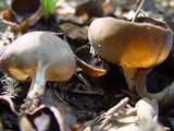 Helvella solitaria image