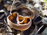 Helvella solitaria image