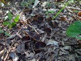 Helvella solitaria image