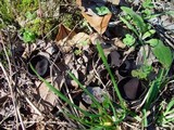 Helvella solitaria image