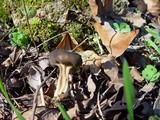 Helvella solitaria image