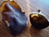 Helvella solitaria image