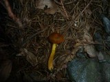 Cortinarius malicorius image
