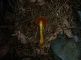 Cortinarius malicorius image