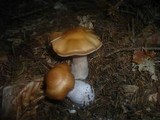 Cortinarius poecilopus image