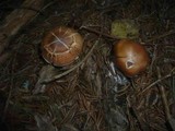 Cortinarius poecilopus image