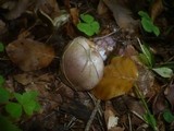 Cortinarius purpurascens image