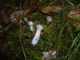 Cortinarius spilomeus image
