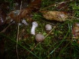 Cortinarius spilomeus image