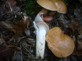 Gomphidius roseus image