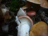 Gomphidius roseus image
