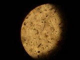 Otidea mirabilis image