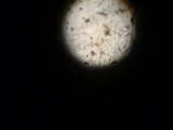 Otidea mirabilis image
