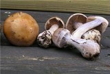 Cortinarius quarciticus image