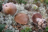 Cortinarius quarciticus image
